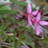 Fotografia 19 da espécie Gaura lindheimeri do Jardim Botânico UTAD