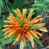 Fotografia 19 da espécie Leonotis leonurus do Jardim Botânico UTAD