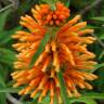 Fotografia 1 da espécie Leonotis leonurus do Jardim Botânico UTAD