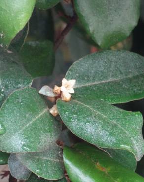 Fotografia 16 da espécie Elaeagnus pungens no Jardim Botânico UTAD