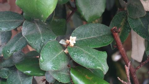 Fotografia da espécie Elaeagnus pungens
