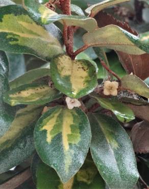 Fotografia 17 da espécie Elaeagnus pungens no Jardim Botânico UTAD