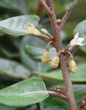 Fotografia 1 da espécie Elaeagnus pungens no Jardim Botânico UTAD