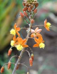 Bulbine frutescens