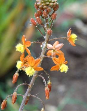 Fotografia 1 da espécie Bulbine frutescens no Jardim Botânico UTAD