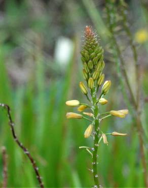 Fotografia 4 da espécie Bulbine frutescens no Jardim Botânico UTAD