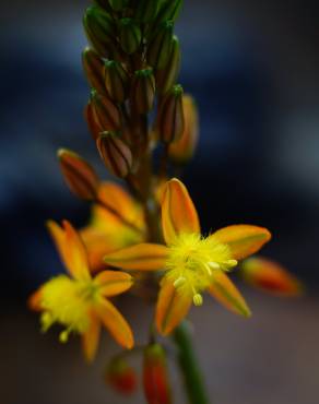 Fotografia 7 da espécie Bulbine frutescens no Jardim Botânico UTAD