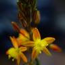 Fotografia 7 da espécie Bulbine frutescens do Jardim Botânico UTAD