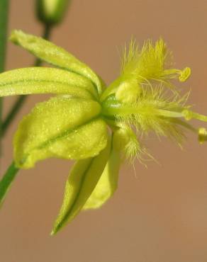 Fotografia 8 da espécie Bulbine frutescens no Jardim Botânico UTAD