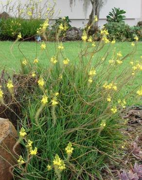 Fotografia 11 da espécie Bulbine frutescens no Jardim Botânico UTAD