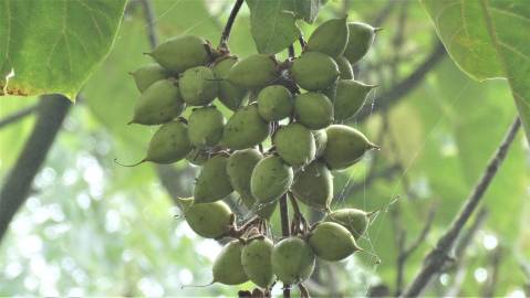 Fotografia da espécie Paulownia tomentosa
