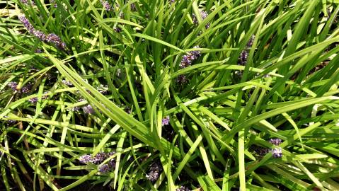 Fotografia da espécie Liriope muscari
