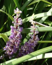 Fotografia da espécie Liriope muscari