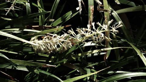 Fotografia da espécie Ophiopogon jaburan