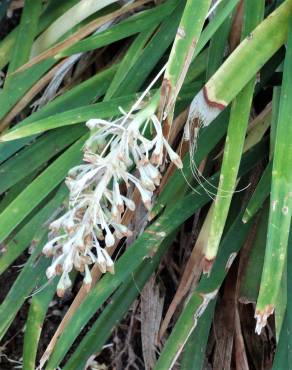 Fotografia 5 da espécie Ophiopogon jaburan no Jardim Botânico UTAD