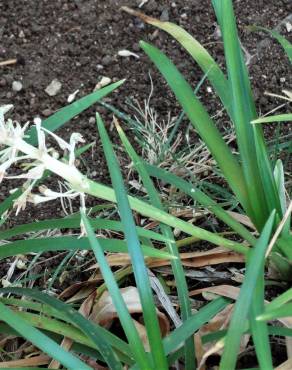 Fotografia 6 da espécie Ophiopogon jaburan no Jardim Botânico UTAD