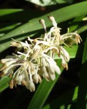 Fotografia da espécie Ophiopogon jaburan