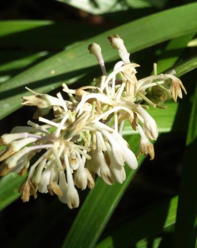 Fotografia de capa Ophiopogon jaburan - do Jardim Botânico