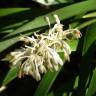 Fotografia 1 da espécie Ophiopogon jaburan do Jardim Botânico UTAD