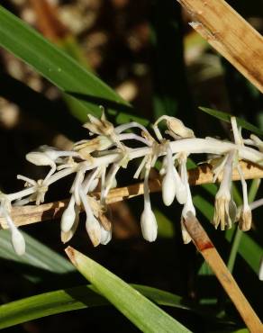 Fotografia 7 da espécie Ophiopogon jaburan no Jardim Botânico UTAD