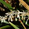 Fotografia 7 da espécie Ophiopogon jaburan do Jardim Botânico UTAD