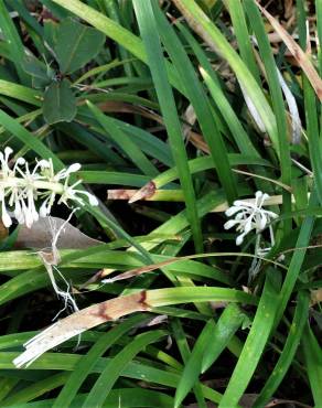 Fotografia 8 da espécie Ophiopogon jaburan no Jardim Botânico UTAD