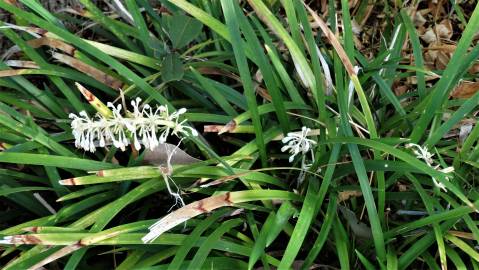 Fotografia da espécie Ophiopogon jaburan