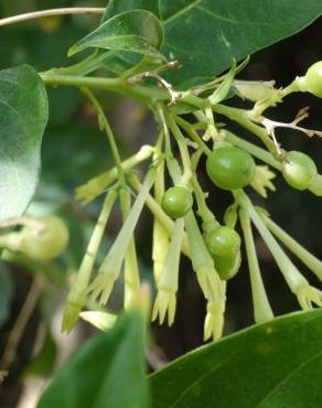 Fotografia 3 da espécie Cestrum nocturnum no Jardim Botânico UTAD