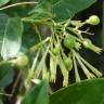 Fotografia 3 da espécie Cestrum nocturnum do Jardim Botânico UTAD