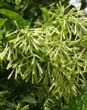 Fotografia 4 da espécie Cestrum nocturnum no Jardim Botânico UTAD