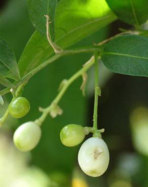 Fotografia 5 da espécie Cestrum nocturnum no Jardim Botânico UTAD