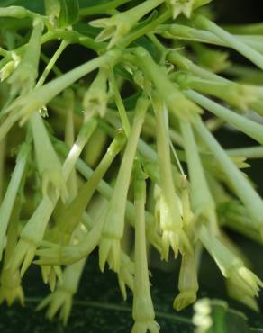 Fotografia 6 da espécie Cestrum nocturnum no Jardim Botânico UTAD