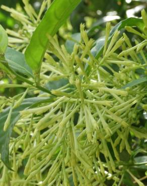 Fotografia 7 da espécie Cestrum nocturnum no Jardim Botânico UTAD