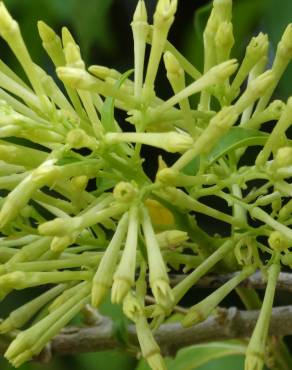 Fotografia 8 da espécie Cestrum nocturnum no Jardim Botânico UTAD