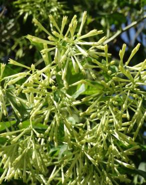 Fotografia 10 da espécie Cestrum nocturnum no Jardim Botânico UTAD