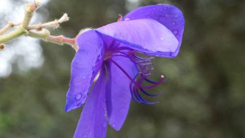 Fotografia da espécie Pleroma urvilleanum