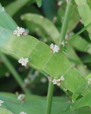 Fotografia da espécie Muehlenbeckia platyclada