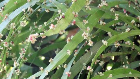 Fotografia da espécie Muehlenbeckia platyclada