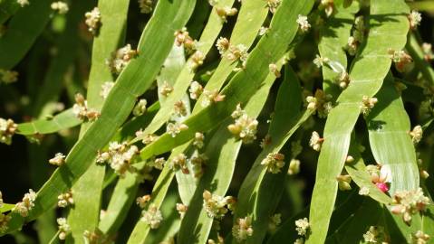 Fotografia da espécie Muehlenbeckia platyclada