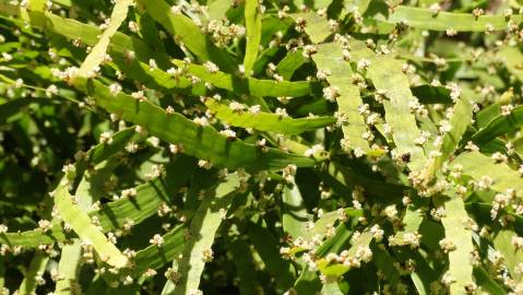 Fotografia da espécie Muehlenbeckia platyclada