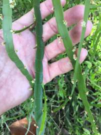 Fotografia da espécie Muehlenbeckia platyclada