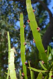 Fotografia da espécie Muehlenbeckia platyclada