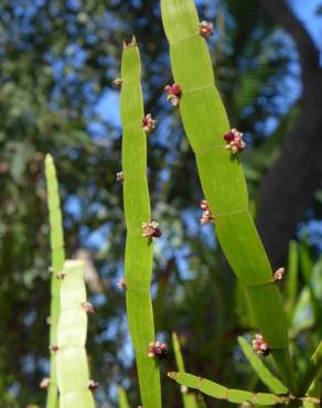 Fotografia 11 da espécie Muehlenbeckia platyclada no Jardim Botânico UTAD