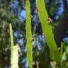 Fotografia 11 da espécie Muehlenbeckia platyclada do Jardim Botânico UTAD