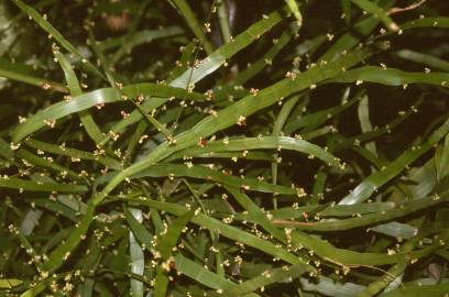 Fotografia da espécie Muehlenbeckia platyclada