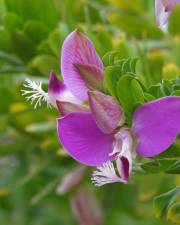 Fotografia da espécie Polygala myrtifolia