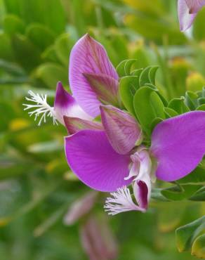 Fotografia 1 da espécie Polygala myrtifolia no Jardim Botânico UTAD