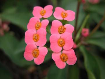 Fotografia da espécie Euphorbia milii
