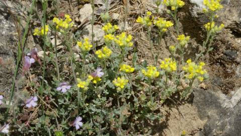 Fotografia da espécie Alyssum granatense