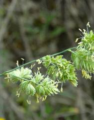 Dactylis glomerata subesp. lusitanica